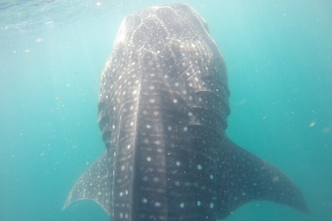 Snorkel Tour With Whale Shark in La Paz - Personal Attention