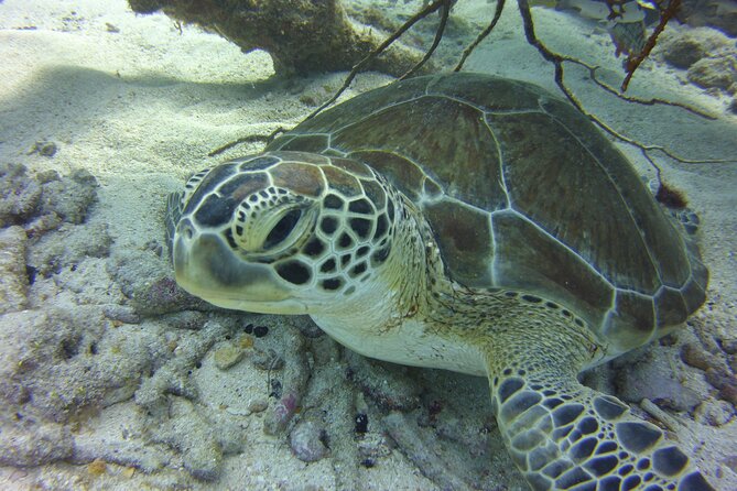 Snorkel Tours of the Key Largo Reef for up to 6 People - Tour Confirmation and Availability