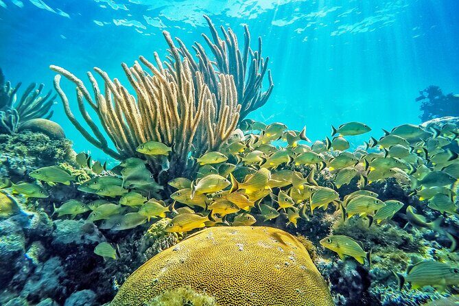 Snorkel Tours to Shallow Coral Reefs at Pennekamp Underwater Park - A Closer Look at the Snorkeling Experience at Pennekamp State Park
