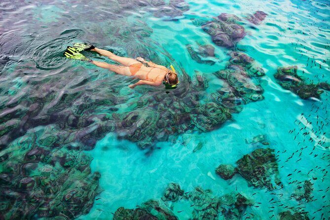 Snorkel Tours to Shallow Coral Reefs at Pennekamp Underwater Park - Authentic Feedback from Travelers