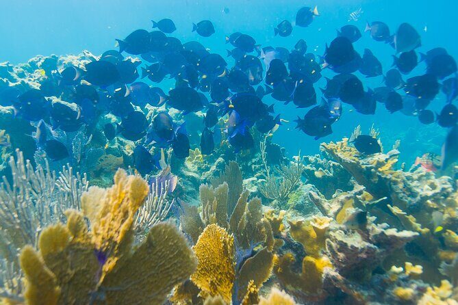 Snorkel Tours to Shallow Coral Reefs at Pennekamp Underwater Park - FAQs