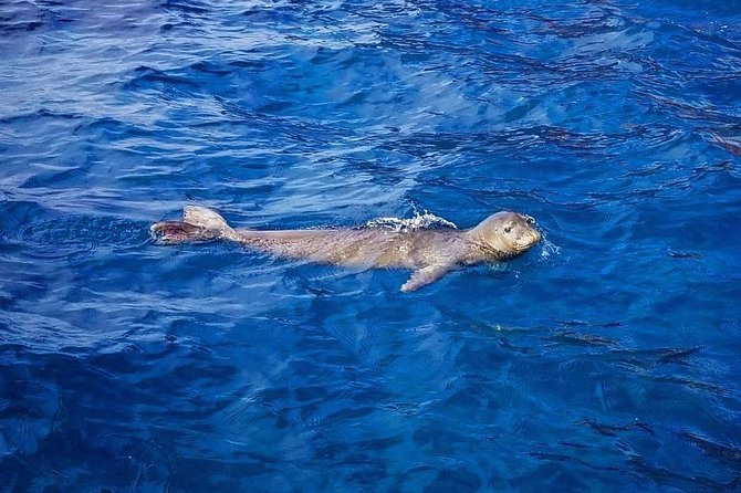 Snorkel Vessel 20 Guests on Private 3 Hrs From Kaanapali Beach - Amenities and Inclusions for Your Tour