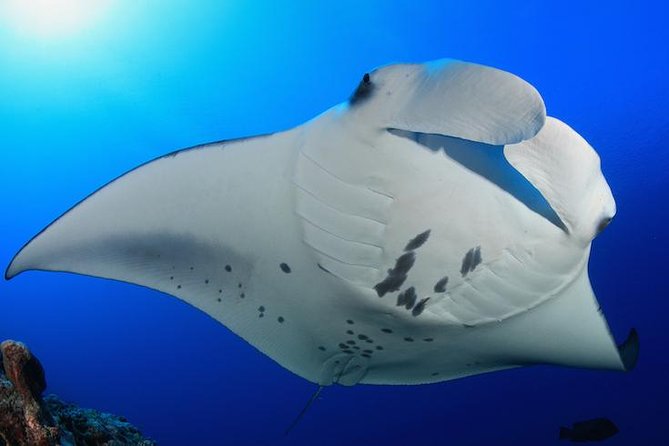 Snorkel With Manta Rays Guaranteed - Included in the Tour