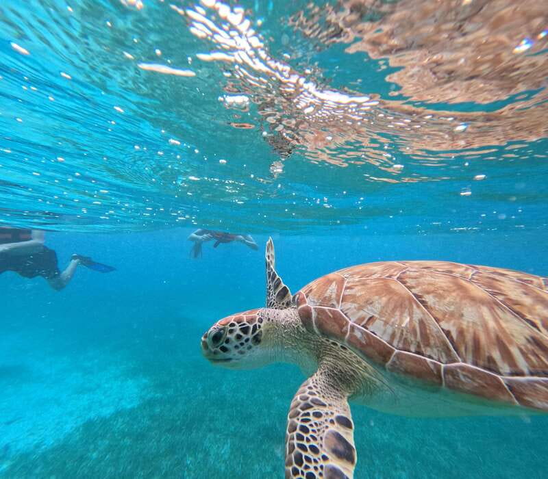 Snorkel With Tropical Fish, Reefs, Turtles and Sea Rays - Key Points
