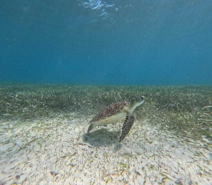 Snorkel With Tropical Fish, Reefs, Turtles and Sea Rays - Inclusions and Amenities