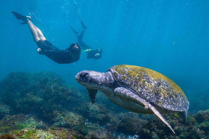 Snorkel With Turtles Gold Coast - Tour Details