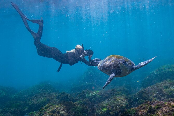 Snorkel With Turtles Gold Coast - Accessibility and Recommendations