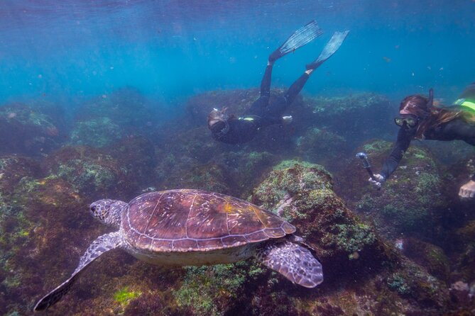 Snorkel With Turtles Gold Coast - Customer Service Feedback