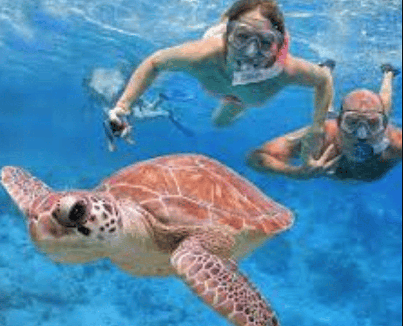 Snorkel With Turtles - Green Cay, Nassau Bahamas - Itinerary Highlights