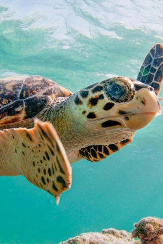 Snorkel With Turtles - Green Cay, Nassau Bahamas - Snorkeling Experiences