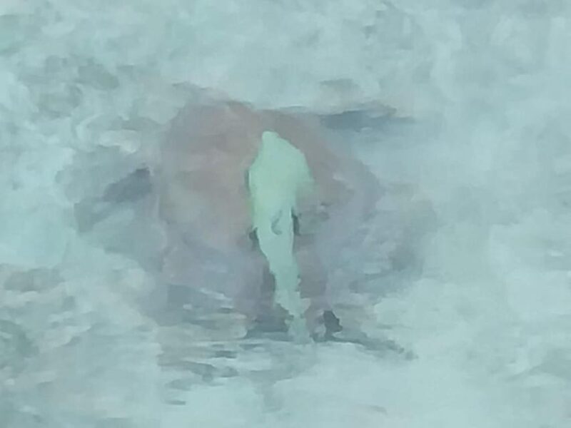 Snorkel With Turtles - Green Cay, Nassau Bahamas - Amenities Included