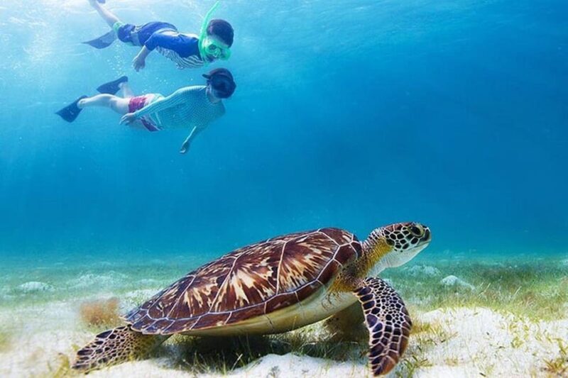 Snorkel With Turtles - Green Cay, Nassau Bahamas - Instructor and Group
