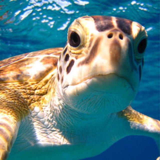 Snorkel With Turtles - Green Cay, Nassau Bahamas - Cancellation and Booking