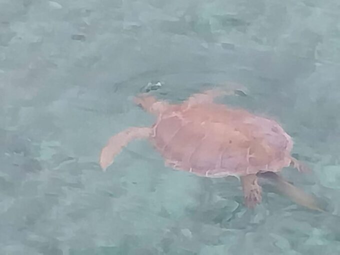 Snorkel With Turtles - Green Cay, Nassau Bahamas - Price and Duration