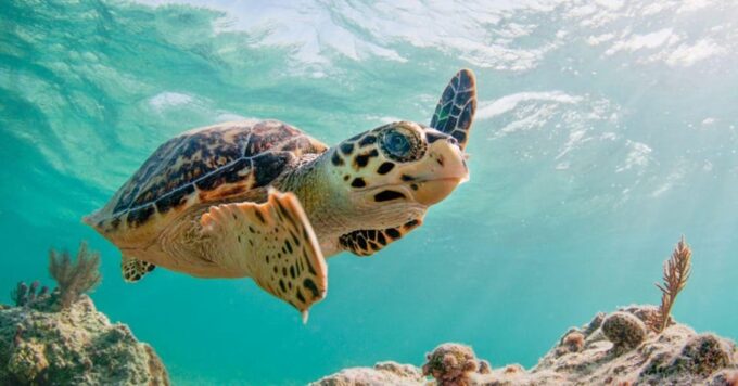 Snorkel With Turtles - Green Cay, Nassau Bahamas - Recap