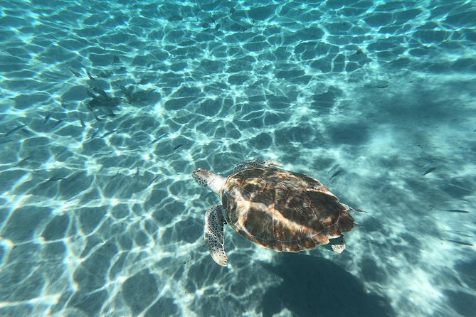 Snorkel With Turtles & Kenepa Grandi Beach: Nr.1 Island Day Trip - Relax on Kenepa Grandi Beach
