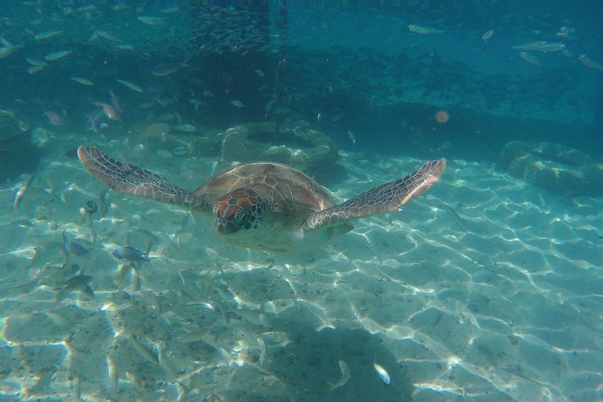 Snorkel With Turtles & Kenepa Grandi Beach: Nr.1 Island Day Trip - Flamingo Sanctuary Visit