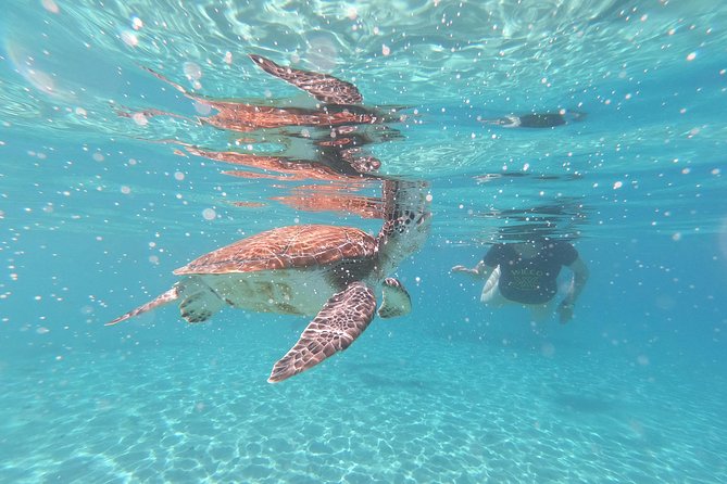 Snorkel With Turtles & Kenepa Grandi Beach: Nr.1 Island Day Trip - Reviews and Feedback