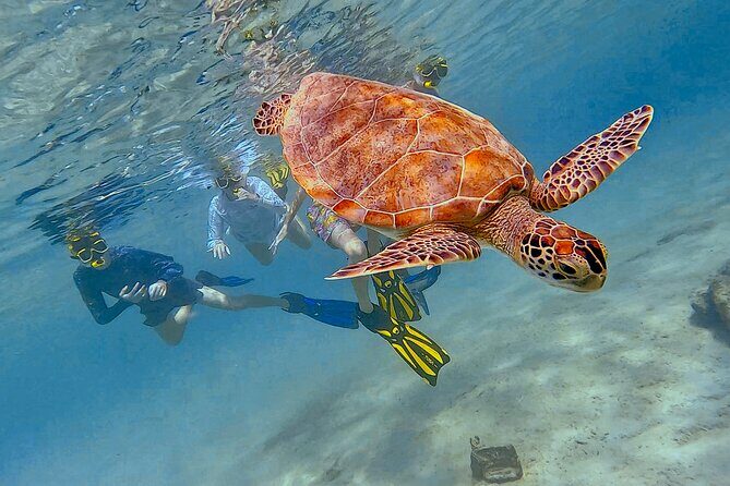 Snorkel with Turtles & see the Flamingos - Who Should Consider This Tour?
