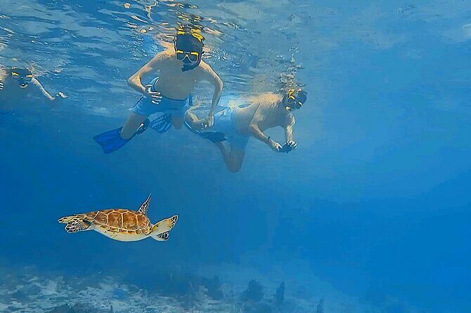 Snorkel with Turtles & see the Flamingos - FAQ