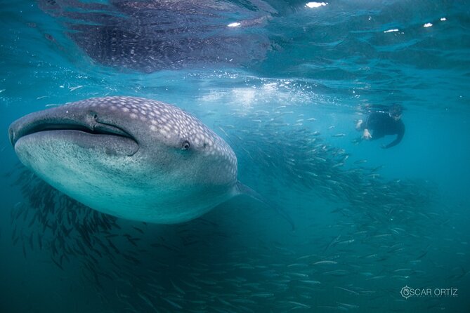 Snorkel With Whale Sharks Includes Equipment & Transportation - Inclusions