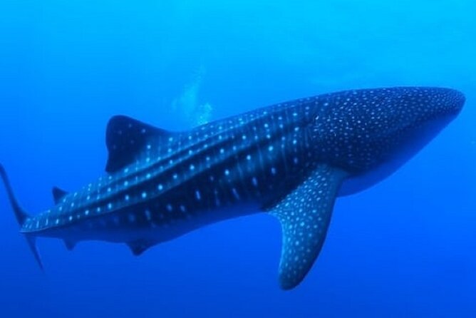 Snorkel With Whale Sharks Includes Equipment & Transportation - Pickup Information