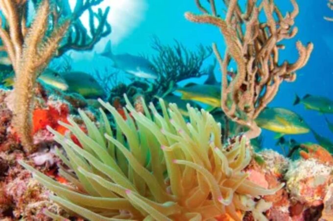 Snorkel Xtreme Adventure - Frequently Asked Questions