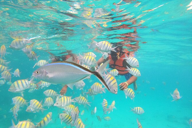 Snorkeling Adventure and Explore Catalina Island From Punta Cana - Participant Requirements