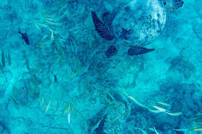 Snorkeling Adventure at Turtle Canyon - Introduction