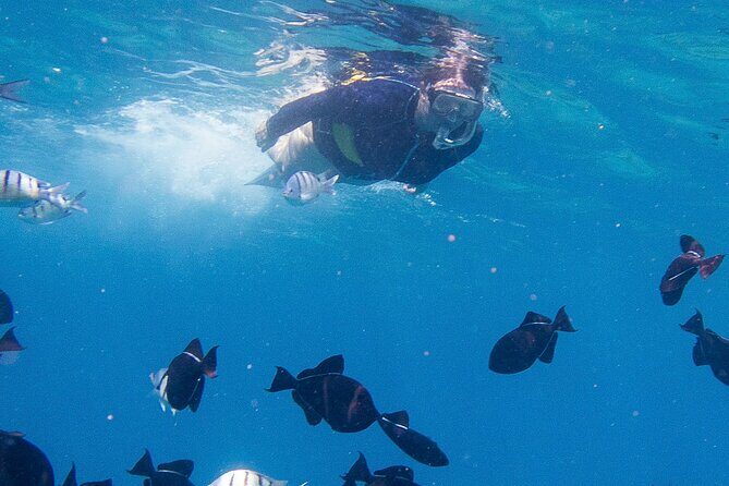Snorkeling Adventure at Turtle Canyon - Detailed Breakdown of the Snorkeling Experience