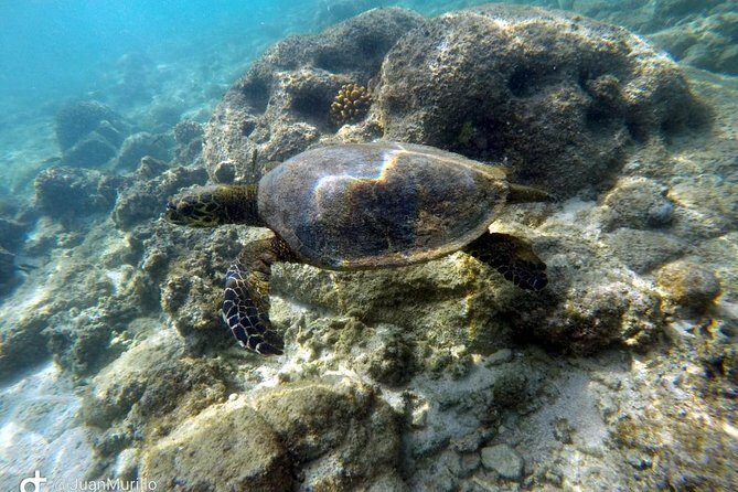 Snorkeling Adventure Cabo Pulmo - Discovering the Snorkeling Adventure at Cabo Pulmo