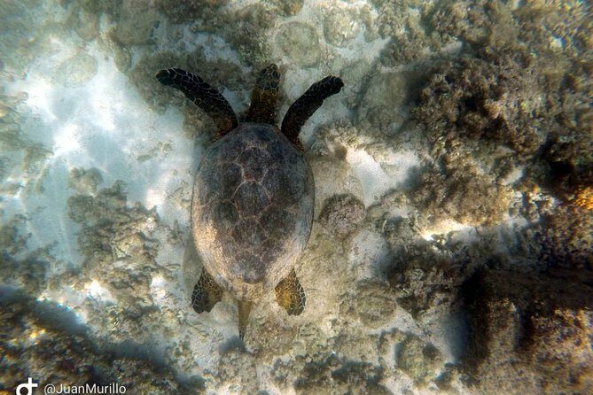 Snorkeling Adventure Cabo Pulmo - Final Thoughts