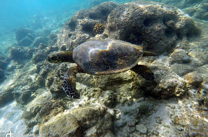 Snorkeling Adventure Cabo Pulmo - FAQ