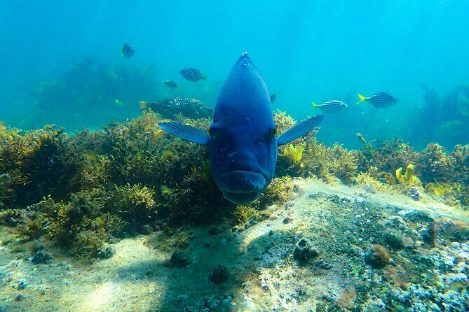 Snorkeling Adventure for Kids with Private Guide In Sydney - A Close Look at the Snorkeling Adventure for Kids with Private Guide