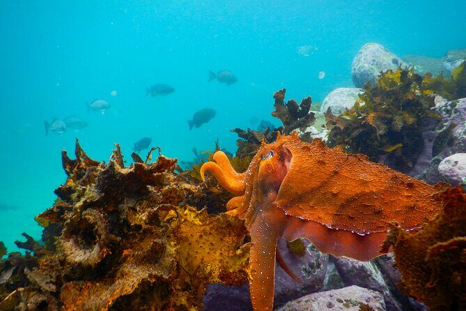 Snorkeling Adventure for Kids with Private Guide In Sydney - Final Thoughts
