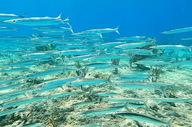 Snorkeling Adventure in Aguadilla - Starting Point and Accessibility
