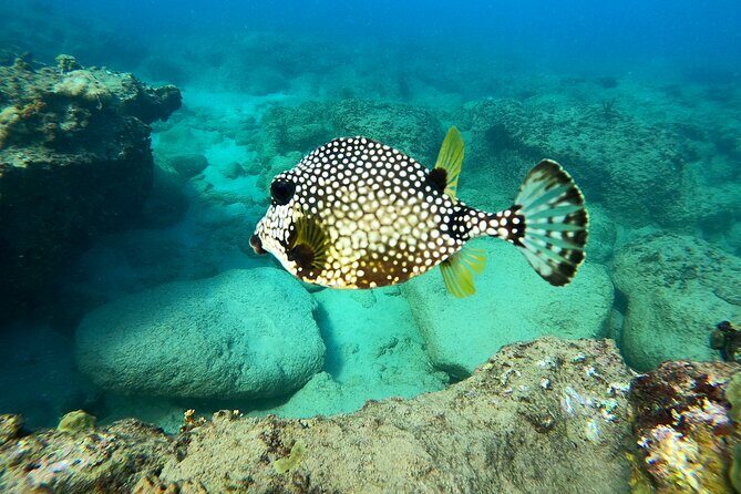 Snorkeling Adventure in Aguadilla - The Marine Environment: What Makes It Special