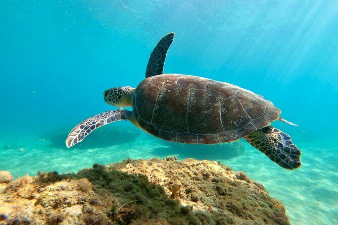 Snorkeling Adventure in Aguadilla - The Guides: Knowledge, Patience, and Personal Touch