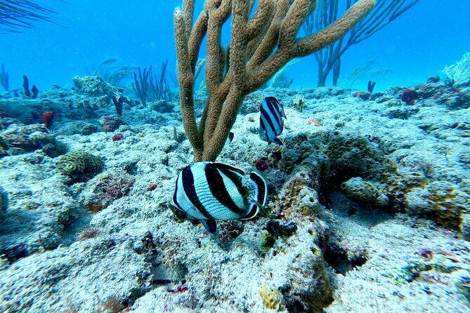 Snorkeling Adventure in Aguadilla - Duration and Value