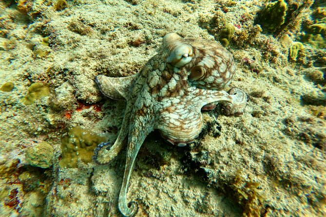Snorkeling Adventure in Aguadilla - Snorkeling Highlights