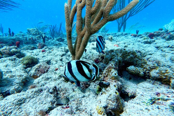 Snorkeling Adventure in Aguadilla - Getting to Aguadilla