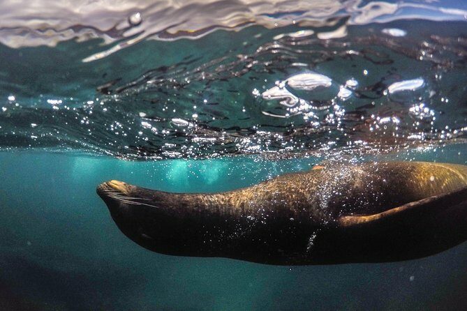 Snorkeling Adventure in La Jolla - An Introduction to La Jolla’s Snorkeling Experience