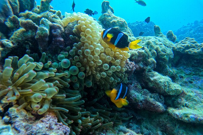 Snorkeling Adventure to Daymaniat Islands - Participant Requirements