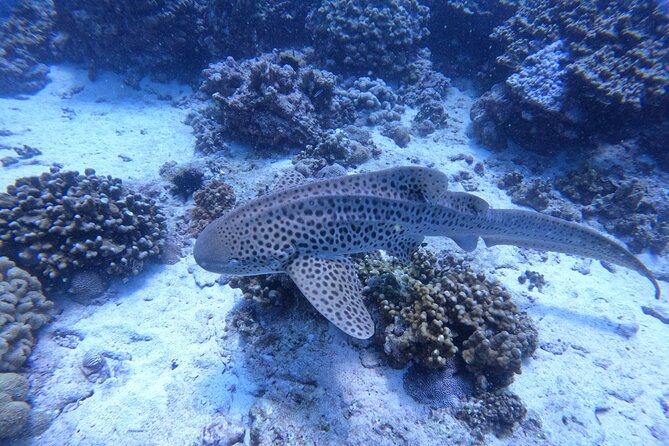 Snorkeling Adventure to Daymaniat Islands - Cancellation Policy