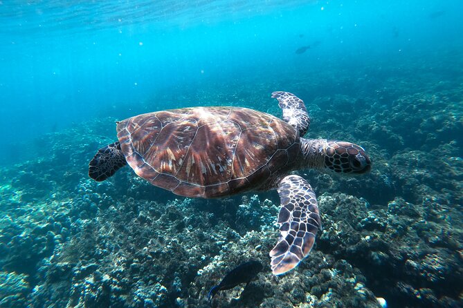 Snorkeling Adventure to Daymaniat Islands - Preparing for the Trip