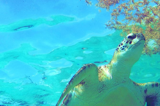 Snorkeling Adventure Tour Reef & Cenote - Meeting Details