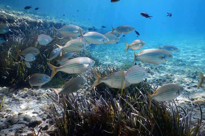 Snorkeling Adventure Trip - Inclusions and What to Expect