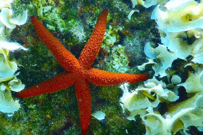 Snorkeling Adventure Trip - Marine Life and Sights to See