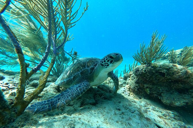 Snorkeling Aguadilla for Families With Children - Tips for a Great Snorkeling Day
