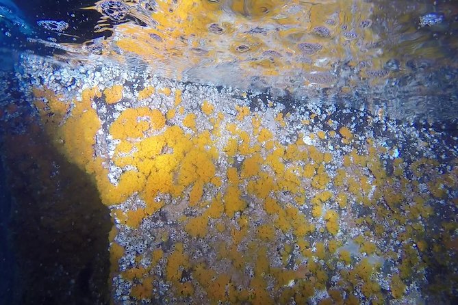 Snorkeling Among the Underwater Caves of Ischia Ponte - Encountering Marine Life
